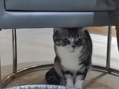 -喵百万·布偶·蓝金金渐层英短·猫舍(百子湾店)