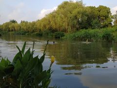 -新江湾城公园