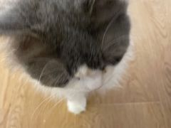 -1013 PET SHOP精品宠物商店(丁香店)