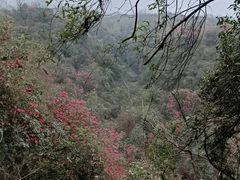 -贵州百里杜鹃风景名胜区