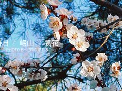 -崂山仰口游览区