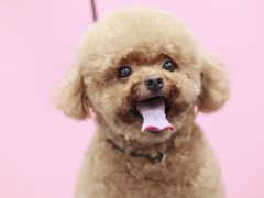 -瑞鹏宠物医院犬猫全科(真大分院)