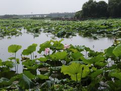 -荷塘月色湿地公园·向阳花洲