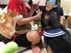 -逗柴咖啡屋·狗咖猫咖宠物桌游