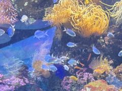 -悉尼海洋生物水族馆
