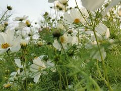 -二沙岛艺术公园