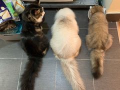 -猫大福·Fortune Cat猫舍(百子湾店)