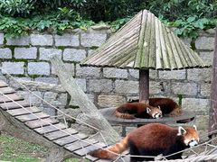 -上海野生动物园
