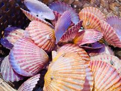-蚝堡海鲜·威海菜·海肠捞饭·烧烤·亚洲吃蚝公司(幸福门店)