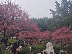 -重庆彩云湖湿地公园
