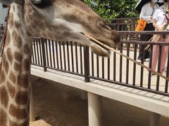 -西霞口神雕山野生动物世界