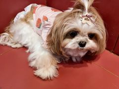 -和它·交个朋友·狗咖猫咖(爱琴海店)