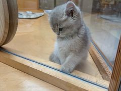 -帕帕拉兹宠物(亚洲旗舰店)