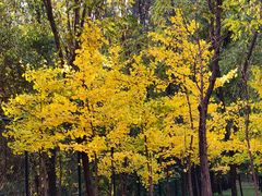 -森林公园(尖草坪区)