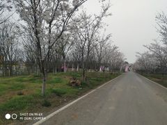 -天王浮山樱花园