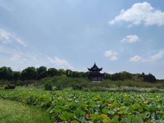 -上海海湾国家森林公园