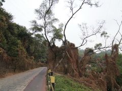 -银湖山郊野公园-相思林