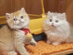 -欣宠猫屋·矮脚拿破仑·蓝金金渐层