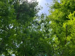 -上海海湾国家森林公园