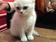 Mikaku-MIKAKU(万达广场上海宝山店)