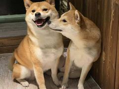 -百好乐宠物友好餐厅(朝外大街店)