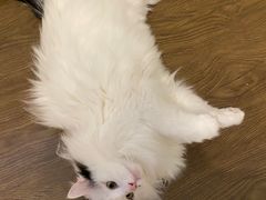-美联众合动物医院·24h转诊中心