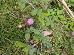 -露天矿生态公园