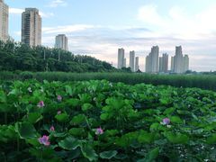 -前关湿地公园