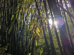 -望江楼公园