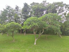 -松山湖南湖湾露营营地