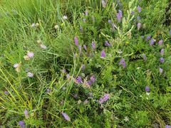 -呼伦贝尔大草原巴尔虎蒙古部落民俗旅游度假景区