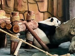 -泉州海丝野生动物世界