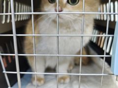 -宠福鑫动物医院(城北分院)