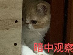 -袖虎·猫馆(体育西路店)