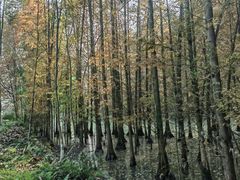 -桤木河湿地公园