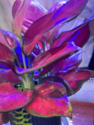 -南京医科大学友谊整形外科医院