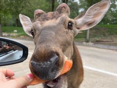-北京野生动物园