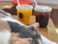 -有猫主题·治愈系猫咖(曾厝垵店)