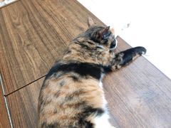 -瑞鹏宠物医院·夜间急症·心超·猫科(祖庙分店)