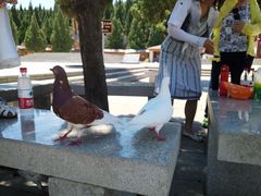 -龙口南山旅游景区