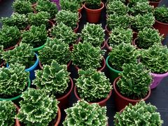 -龙大花卉苗木市场