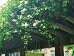 -四川大学(望江校区)
