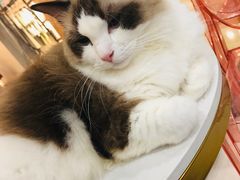 -糯米喵星人·撸猫猫舍咖啡馆(西市场嘉华店)