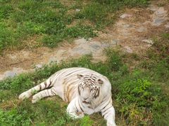 -石家庄市动物园