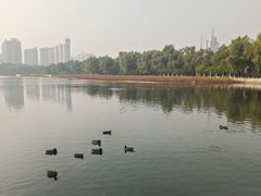 -莲花池公园