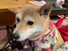 -猫色咖啡·猫咖