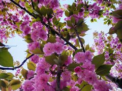 -莱阳濯村樱花园