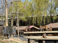 -北京野生动物园