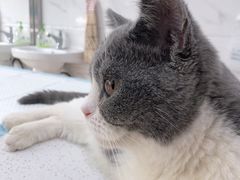 -萌兽医馆·宠物医院·猫骨科(创景店)