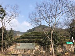 -龙坞茶村